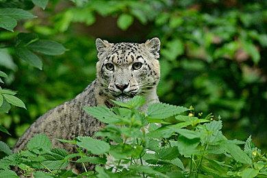 《牵牛星破坏者》确定PSVR2首发2月22日同步推出