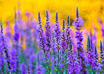 XGP 7月份将有8款游戏移除 包括《怪物猎人：世界》